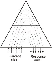 Percept-response pyramid